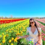 Woman holding a yellow tulip in a field, highlighting the deep neck and printed sleeve details of the off-white Tulip Dress